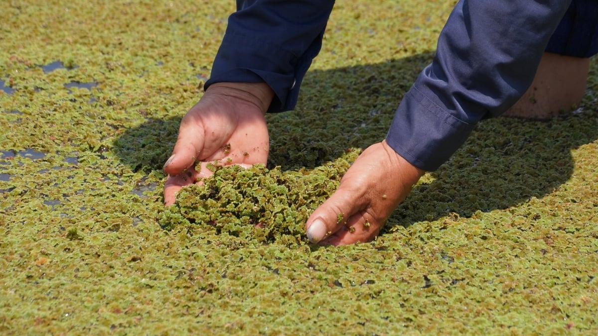 Xác bèo dâu là nguồn đạm hữu cơ dồi dào cho đất. Ảnh: Minh Toàn.