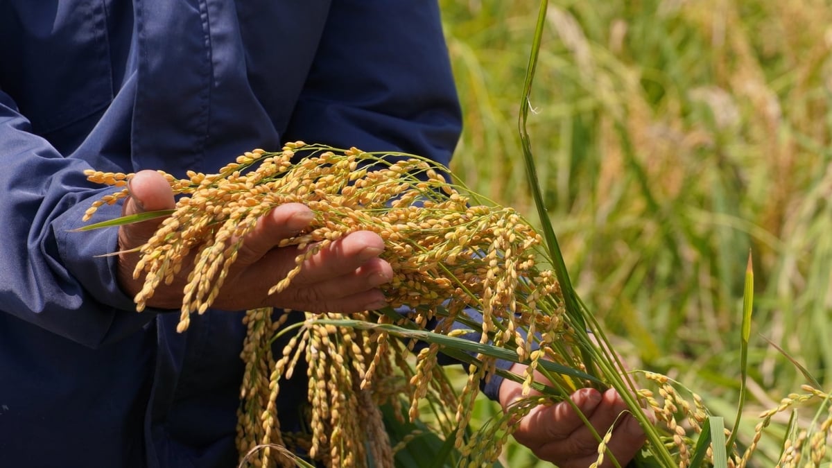 Lúa nhà ông Dụ cấy trên nền ruộng thả bèo hoa dâu cho năng suất hơn 3 tạ/sào mà không cần bón thêm phân hóa học. Ảnh: Minh Toàn.