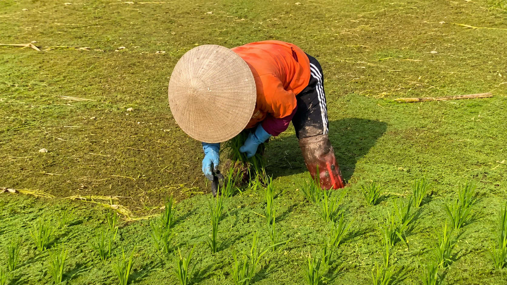 Thả bèo hoa dâu trong ruộng lúa giúp hạn chế cỏ dại do lớp bèo phủ kín mặt ruộng. Ảnh: NVCC. 