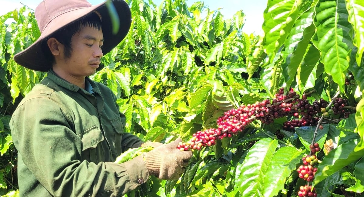 Cà phê là một trong những mặt hàng xuất khẩu chủ lực của tỉnh Gia Lai. Ảnh: Đăng Lâm. Cà phê là một trong những mặt hàng xuất khẩu chủ lực của tỉnh Gia Lai. Ảnh: Đăng Lâm.