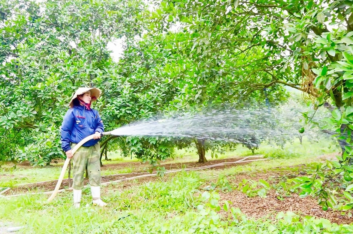 Một số hộ đầu tư máy bơm công suất lớn, tận dụng nguồn nước ao, đập 'giải nhiệt' cho cây. Ảnh: Quốc Toản. Một số hộ đầu tư máy bơm công suất lớn, tận dụng nguồn nước ao, đập 'giải nhiệt' cho cây. Ảnh: Quốc Toản.