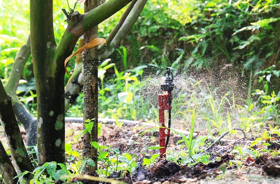 Người dân các vùng trồng cam lớn như xã Vũ Quang, Thượng Đức, Đồng Lộc... đầu tư hệ thống tưới hiện đại để chống hạn cho cây cam. Ảnh: Quốc Toản. Người dân các vùng trồng cam lớn như xã Vũ Quang, Thượng Đức, Đồng Lộc... đầu tư hệ thống tưới hiện đại để chống hạn cho cây cam. Ảnh: Quốc Toản.