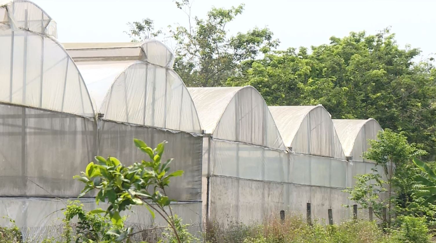 Mô hình nhà màng sản xuất dưa lưới của chị Quyên giúp kiểm soát sâu bệnh và chủ động điều kiện canh tác. Ảnh: Trần Phi.