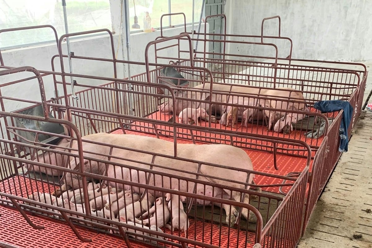 Đàn lợn trong vùng dịch được bảo vệ an toàn nhờ giải pháp chăn nuôi an toàn sinh học. Ảnh: Thanh Nga. Đàn lợn trong vùng dịch được bảo vệ an toàn nhờ giải pháp chăn nuôi an toàn sinh học. Ảnh: Thanh Nga.