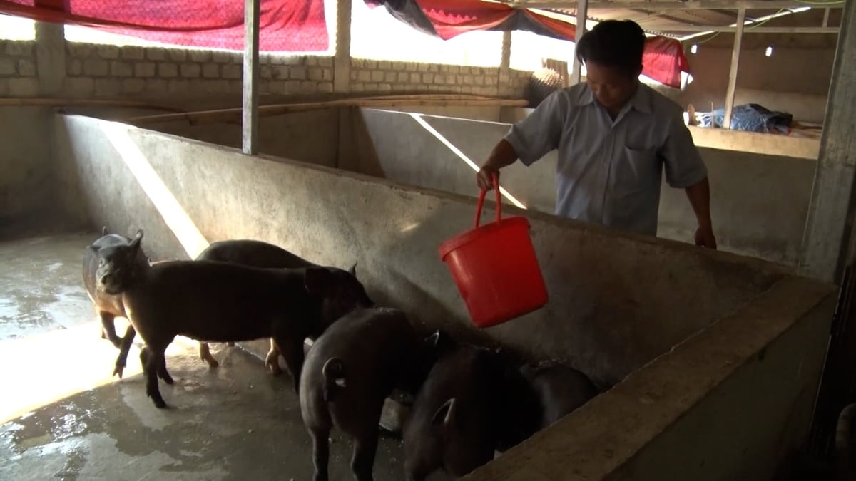 Tại địa bàn tỉnh Lai Châu, chăn nuôi chủ yếu vẫn đa phần nhỏ lẻ, nhưng nguy cơ lây lan dịch bệnh vẫn rất cao. Ảnh: Đức Bình.