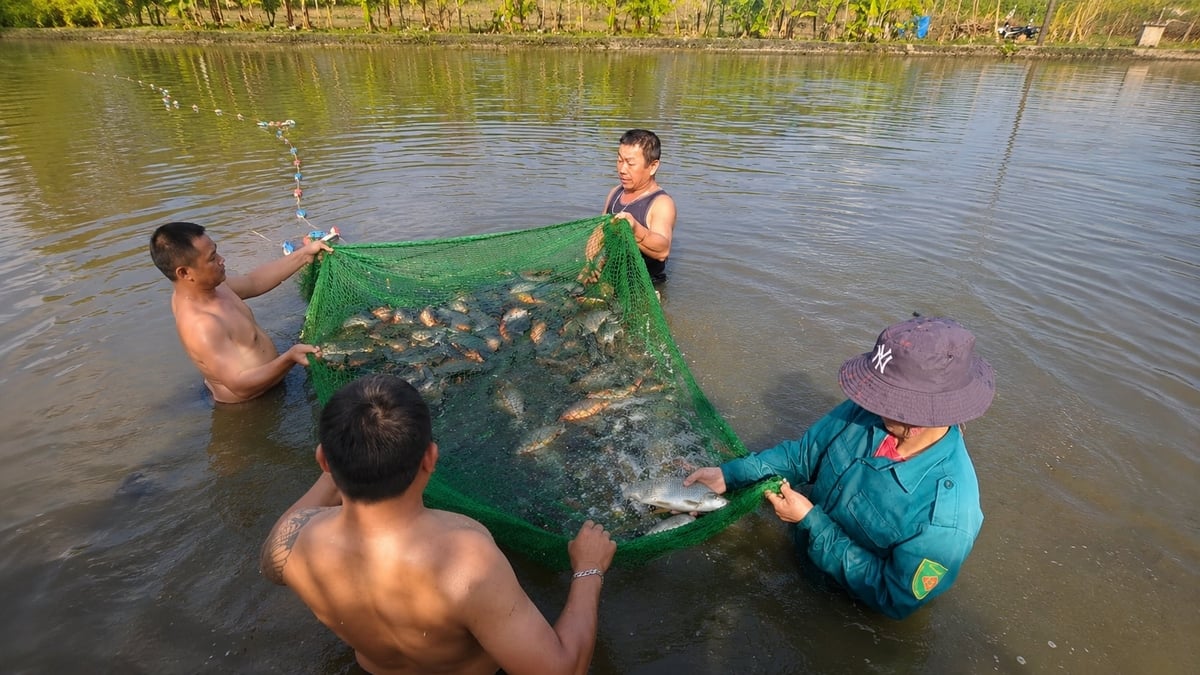 Từ những mô hình nuôi cá hiệu quả như thế này, Chi hội Nông dân nghề nghiệp 'Nuôi cá thương phẩm' bản Đun kỳ vọng hình thành mạng lưới liên kết sản xuất, hỗ trợ hội viên cùng phát triển kinh tế. Ảnh: Minh Ánh.