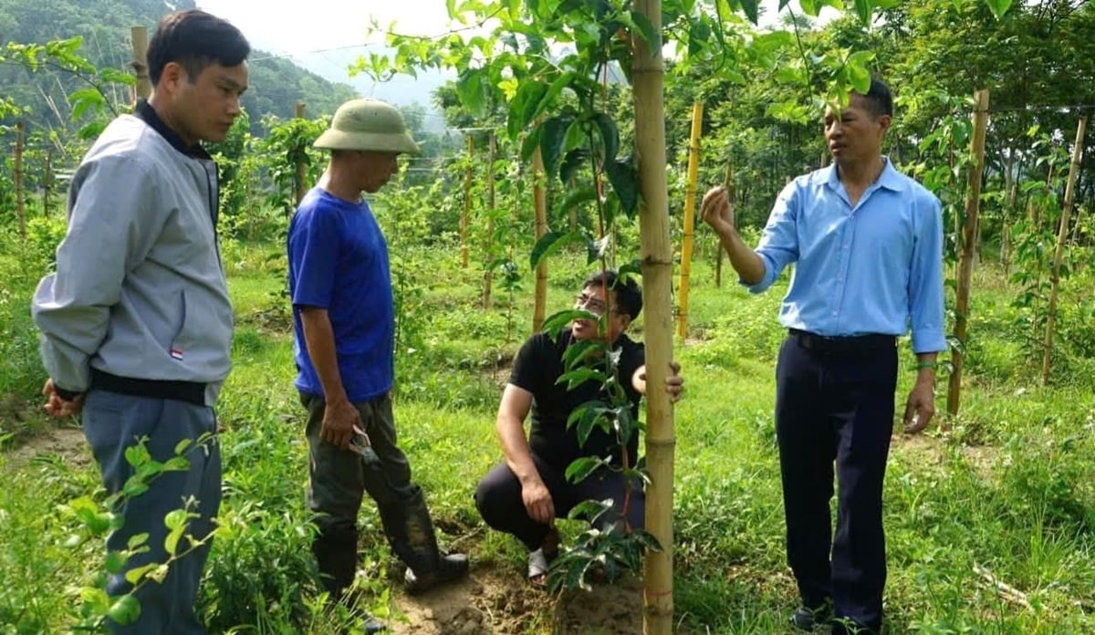 Cây chanh leo vàng từng bước 'bén rễ' đất Bảo Nhai. Ảnh: Lưu Hòa.