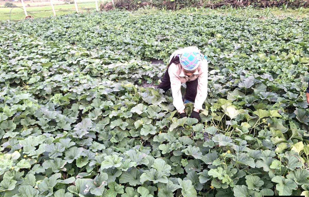 Dưa lê mang lại thu nhập gấp 3 - 4 lần so với trồng lúa trước đây. Ảnh: Lưu Hòa. Dưa lê mang lại thu nhập gấp 3 - 4 lần so với trồng lúa trước đây. Ảnh: Lưu Hòa.