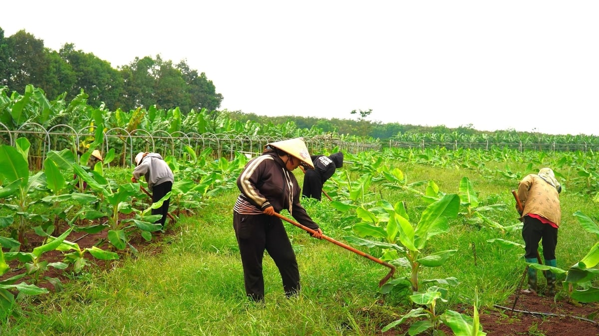 Nông dân xã Phú Giáo chủ động chăm sóc, vệ sinh vườn chuối, chủ động phòng ngừa sinh vật gây hại từ cây giống cho đến khi trưởng thành. Ảnh: Trần Phi. Nông dân xã Phú Giáo chủ động chăm sóc, vệ sinh vườn chuối, chủ động phòng ngừa sinh vật gây hại từ cây giống cho đến khi trưởng thành. Ảnh: Trần Phi.