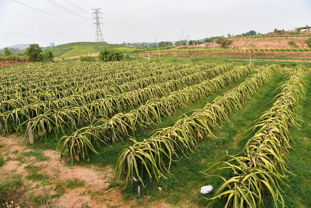 Một góc trang trại thanh long của anh Nguyễn Đắc Thành. Ảnh: Dương Đình Tường.