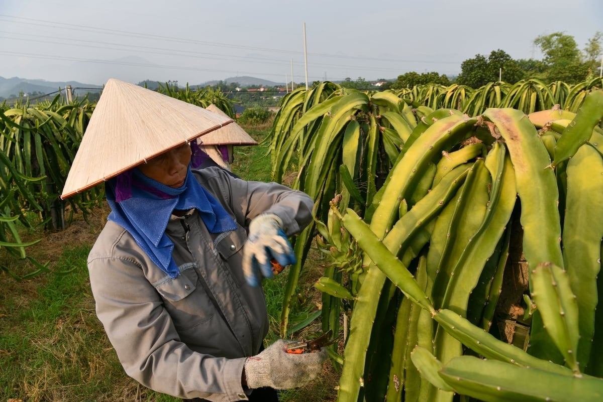 Công nhân đang cắt tỉa cho thanh long. Ảnh: Dương Đình Tường.