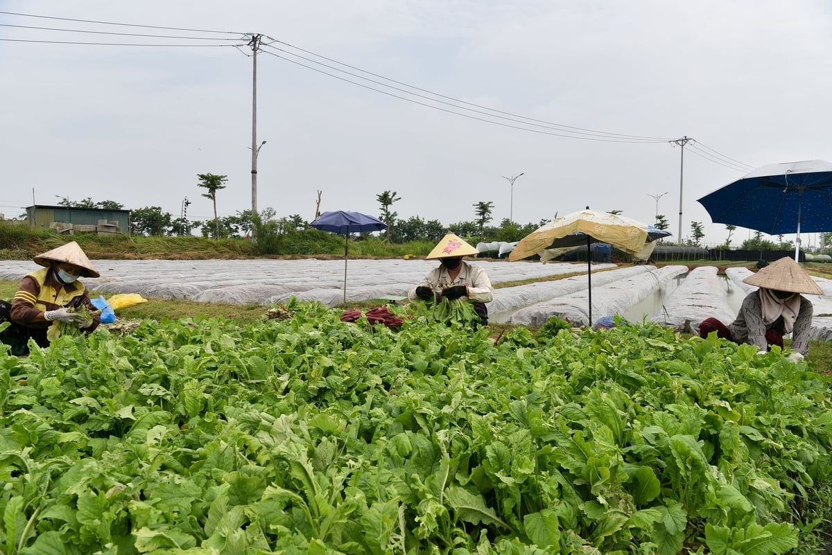 Nông dân thu hoạch rau cải, đằng sau là những thửa ruộng đang ủ đất. Ảnh: Dương Đình Tường. 