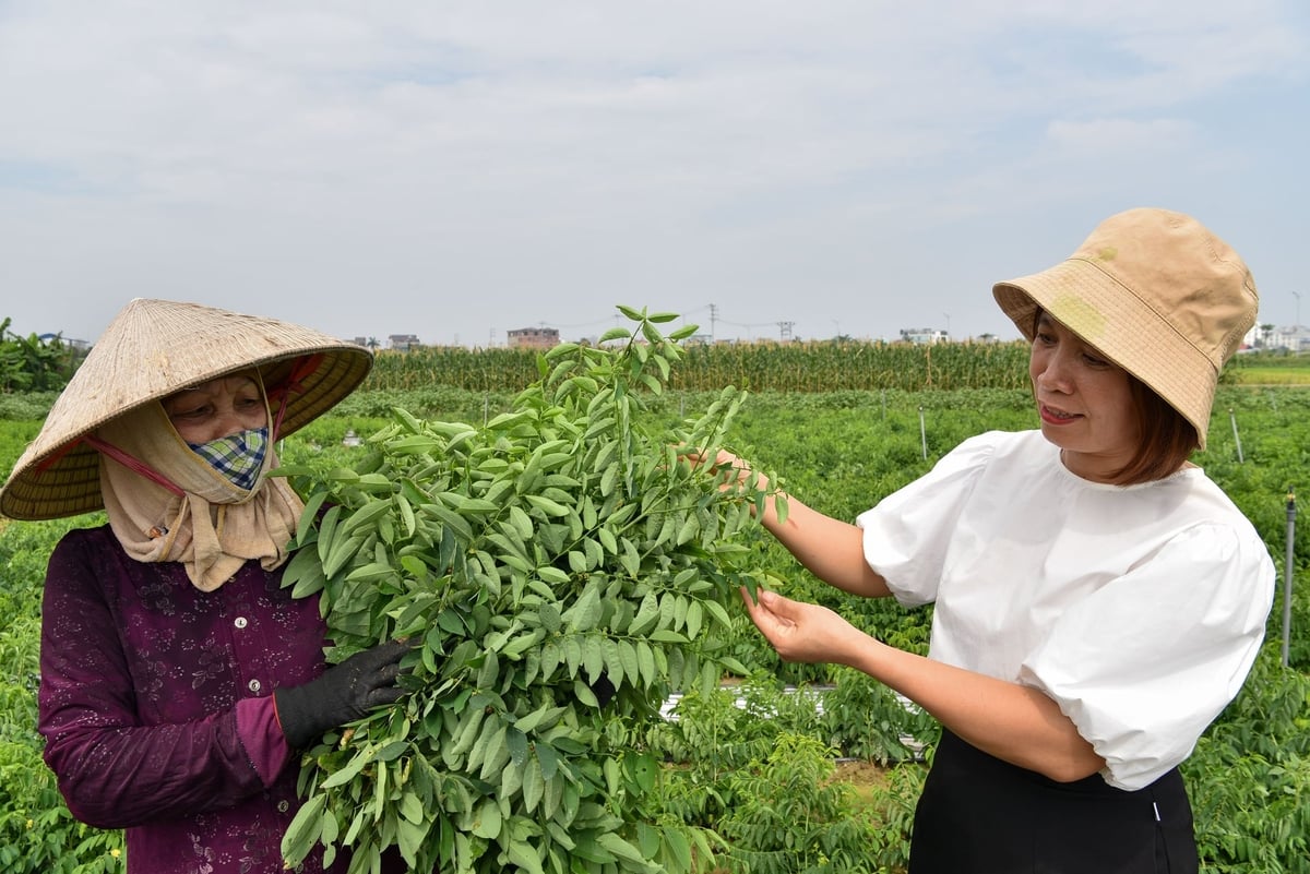 Chị Kiều Thị Huệ, Giám đốc HTX Rau an toàn Vĩnh Phúc (phải) kiểm tra rau ở một hộ liên kết. Ảnh: Dương Đình Tường.