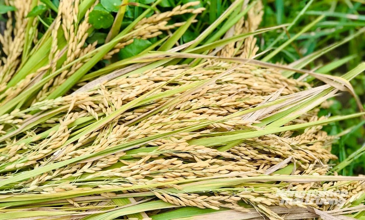 Giá lúa gạo hôm nay 10/6/2026: Gạo nguyên liệu tăng nhẹ Giá lúa gạo hôm nay 10/6/2026: Gạo nguyên liệu tăng nhẹ