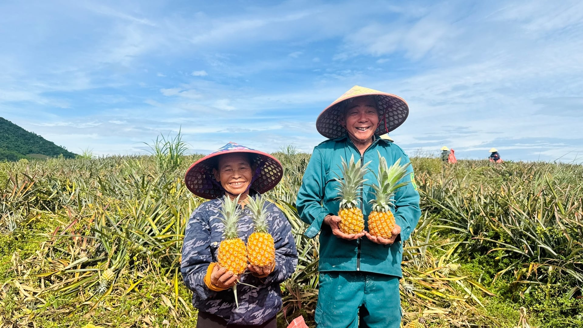 Tổ hợp tác sản xuất dứa Ngân Hà thu hoạch dứa trong niềm vui được mùa, được giá. Ảnh: Ánh Nguyệt. Tổ hợp tác sản xuất dứa Ngân Hà thu hoạch dứa trong niềm vui được mùa, được giá. Ảnh: Ánh Nguyệt.