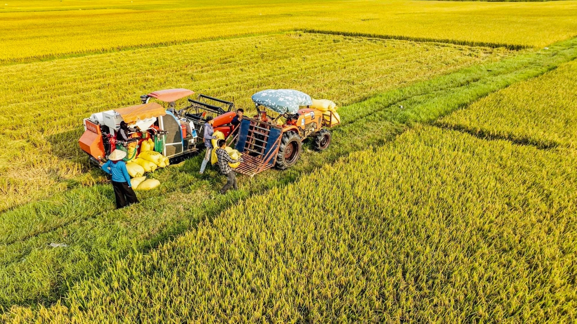 Vụ xuân năm 2026, các mô hình áp dụng hệ thống canh lúa cải tiến mang lại hiệu quả rõ nét. Ảnh: Ánh Nguyệt. Vụ xuân năm 2026, các mô hình áp dụng hệ thống canh lúa cải tiến mang lại hiệu quả rõ nét. Ảnh: Ánh Nguyệt.