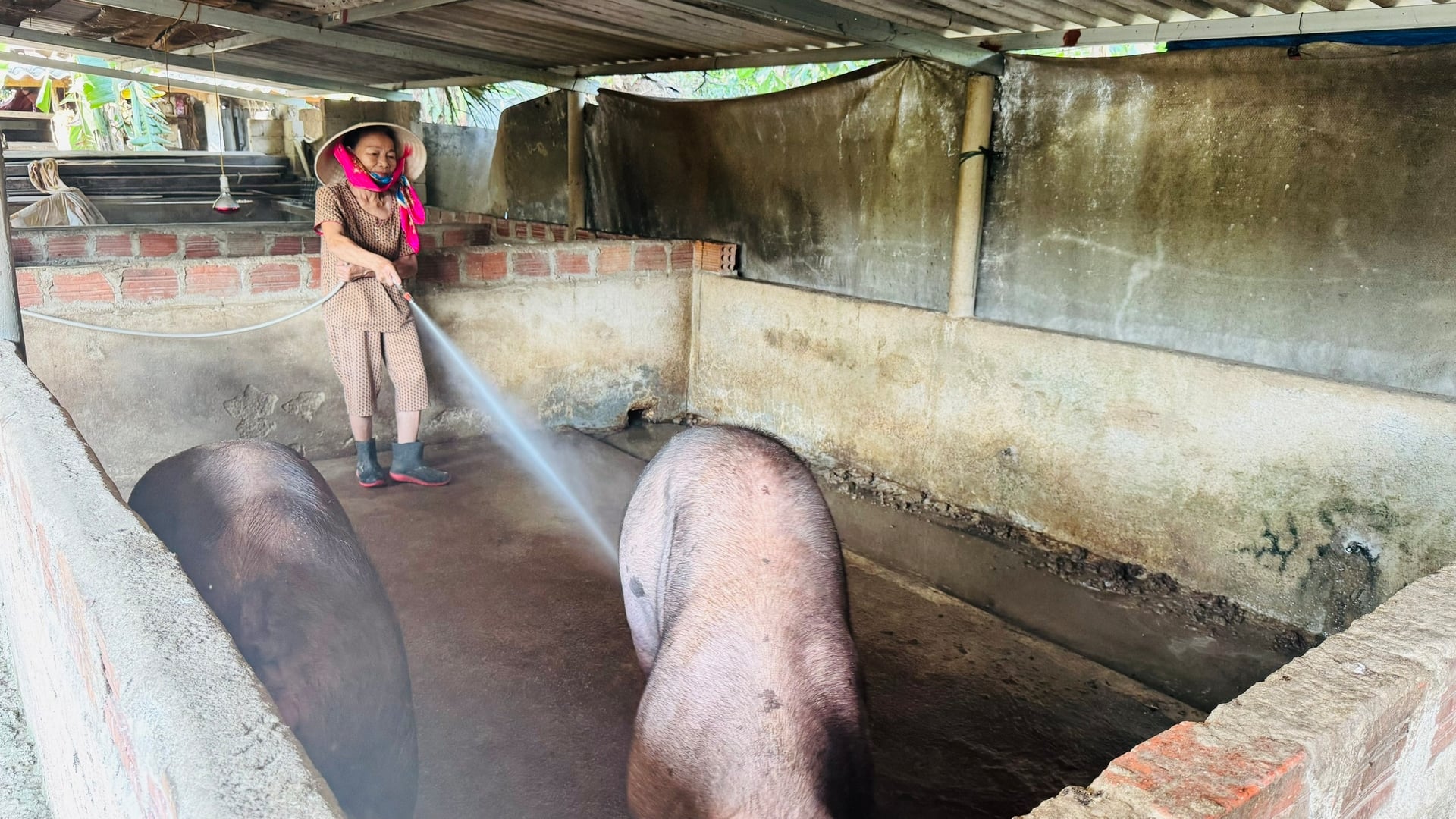 Người chăn nuôi thường xuyên vệ sinh chuồng trại, phun nước làm mát nền chuồng. Ảnh: Ánh Nguyệt.
