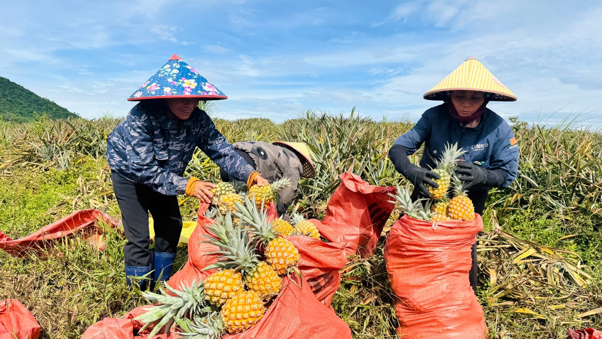 Vùng dứa nguyên liệu tại xã Kỳ Hoa phát triển tốt trên diện tích đất gò đồi trước đây sản xuất kém hiệu quả. Ảnh: Ánh Nguyệt. Vùng dứa nguyên liệu tại xã Kỳ Hoa phát triển tốt trên diện tích đất gò đồi trước đây sản xuất kém hiệu quả. Ảnh: Ánh Nguyệt.
