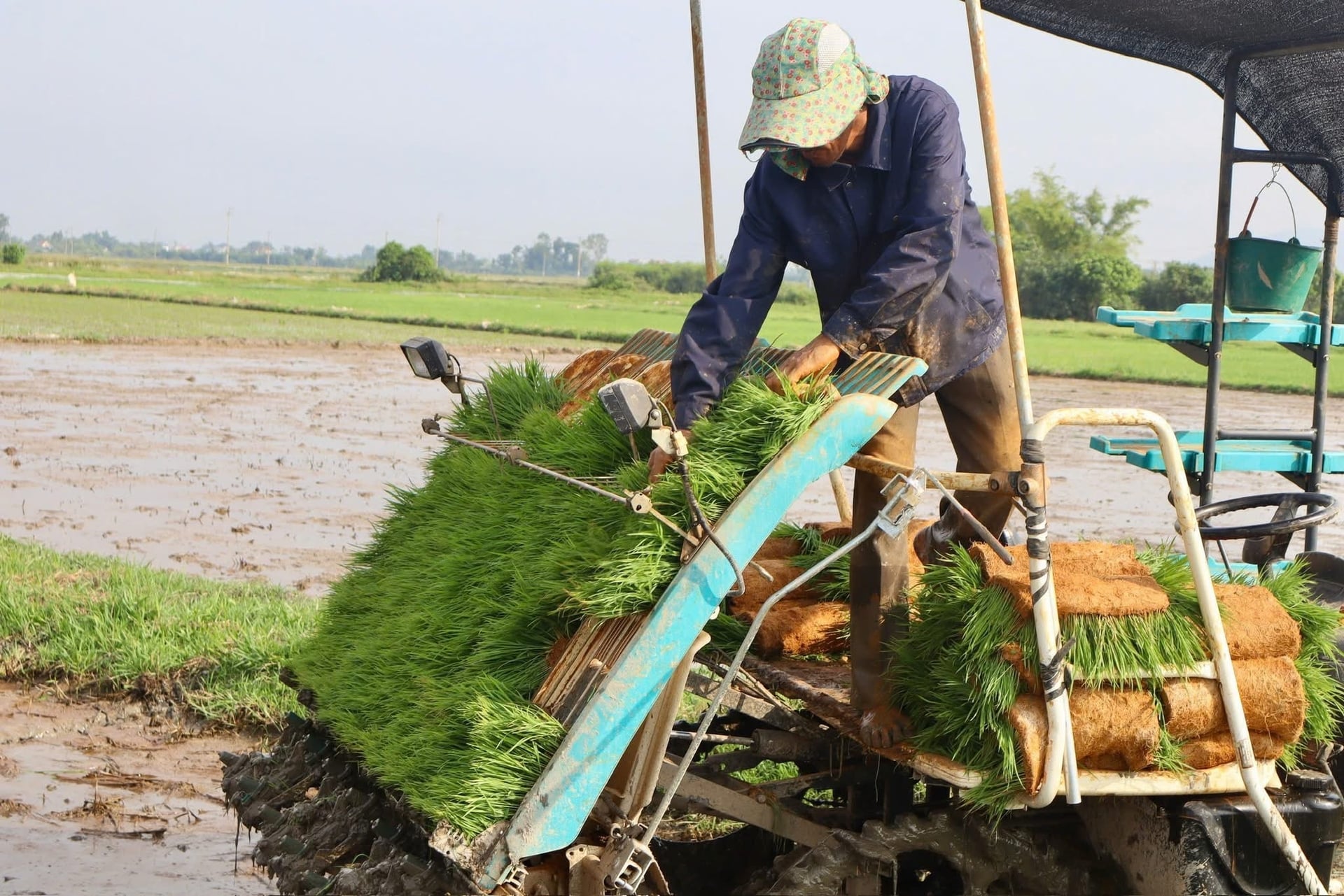 Nông dân sử dụng mạ khay, máy cấy trong sản xuất lúa hè thu, góp phần giảm chi phí lao động và nâng cao hiệu quả canh tác. Ảnh: Ánh Nguyệt. Nông dân sử dụng mạ khay, máy cấy trong sản xuất lúa hè thu, góp phần giảm chi phí lao động và nâng cao hiệu quả canh tác. Ảnh: Ánh Nguyệt.