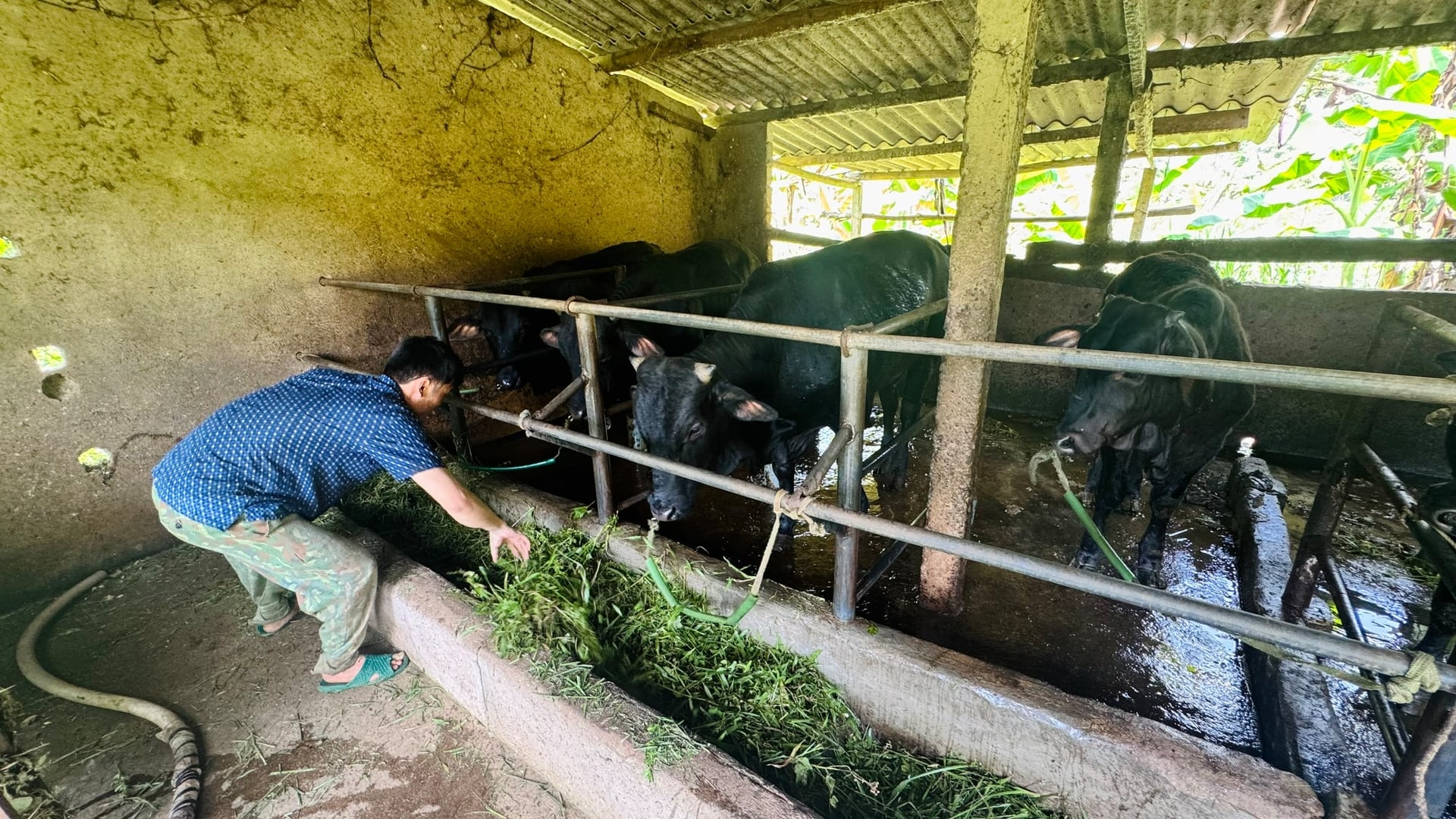 Anh Hoàng Văn Thuận tăng cường bổ sung thức ăn xanh để đảm bảo sức khỏe cho đàn bò trong thời điểm nắng nóng kéo dài. Ảnh: Ánh Nguyệt.