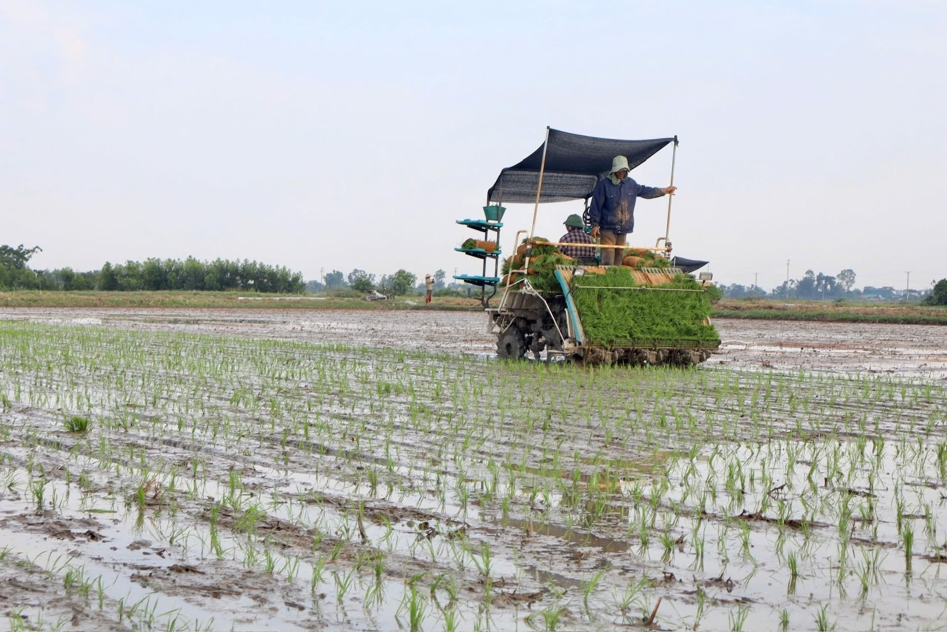 Trong quá trình sản xuất, người dân sử dụng hoàn toàn phân bón hữu cơ, hạn chế thấp nhất thuốc bảo vệ thực vật. Ảnh: Ánh Nguyệt. Trong quá trình sản xuất, người dân sử dụng hoàn toàn phân bón hữu cơ, hạn chế thấp nhất thuốc bảo vệ thực vật. Ảnh: Ánh Nguyệt.