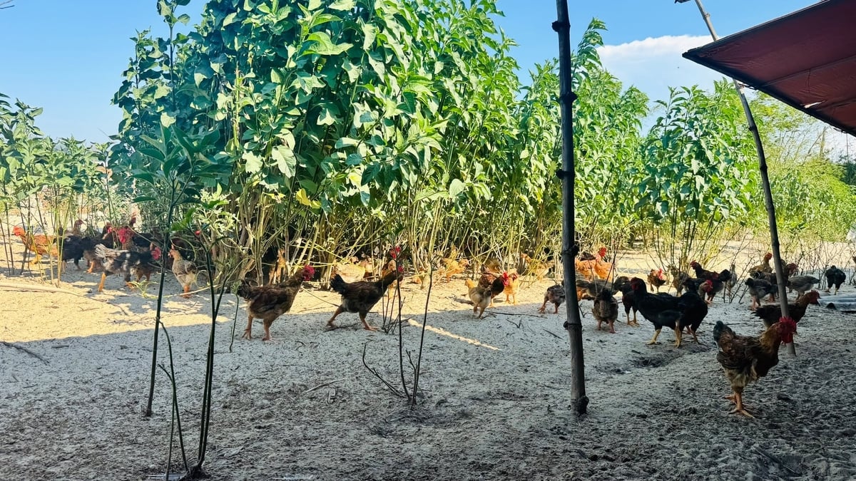 Người chăn nuôi ở thôn Bắc Hòa, xã Yên Hòa trồng cây mật gấu để vừa tạo bóng mát, vừa làm thức ăn rất tốt cho đàn gà. Ảnh: Ánh Nguyệt.