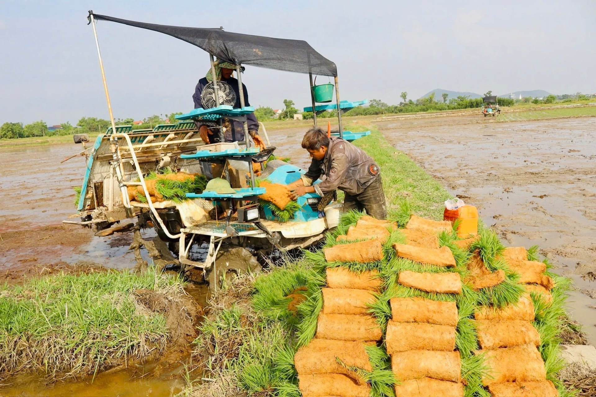 Vụ hè thu năm 2026, Hà Tĩnh tiếp tục duy trì và mở rộng các mô hình áp dụng SRI trên diện tích hơn 200ha tại 14 xã, phường. Ảnh: Ánh Nguyệt. Vụ hè thu năm 2026, Hà Tĩnh tiếp tục duy trì và mở rộng các mô hình áp dụng SRI trên diện tích hơn 200ha tại 14 xã, phường. Ảnh: Ánh Nguyệt.