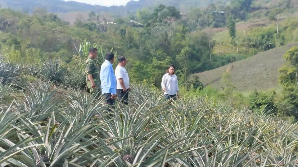 Thành viên Tổ hội nông dân nghề nghiệp trồng dứa mật bản Nậm Chua 2 trao đổi kinh nghiệm sản xuất tại vùng trồng dứa của địa phương. Ảnh: HND Nà Hỳ.