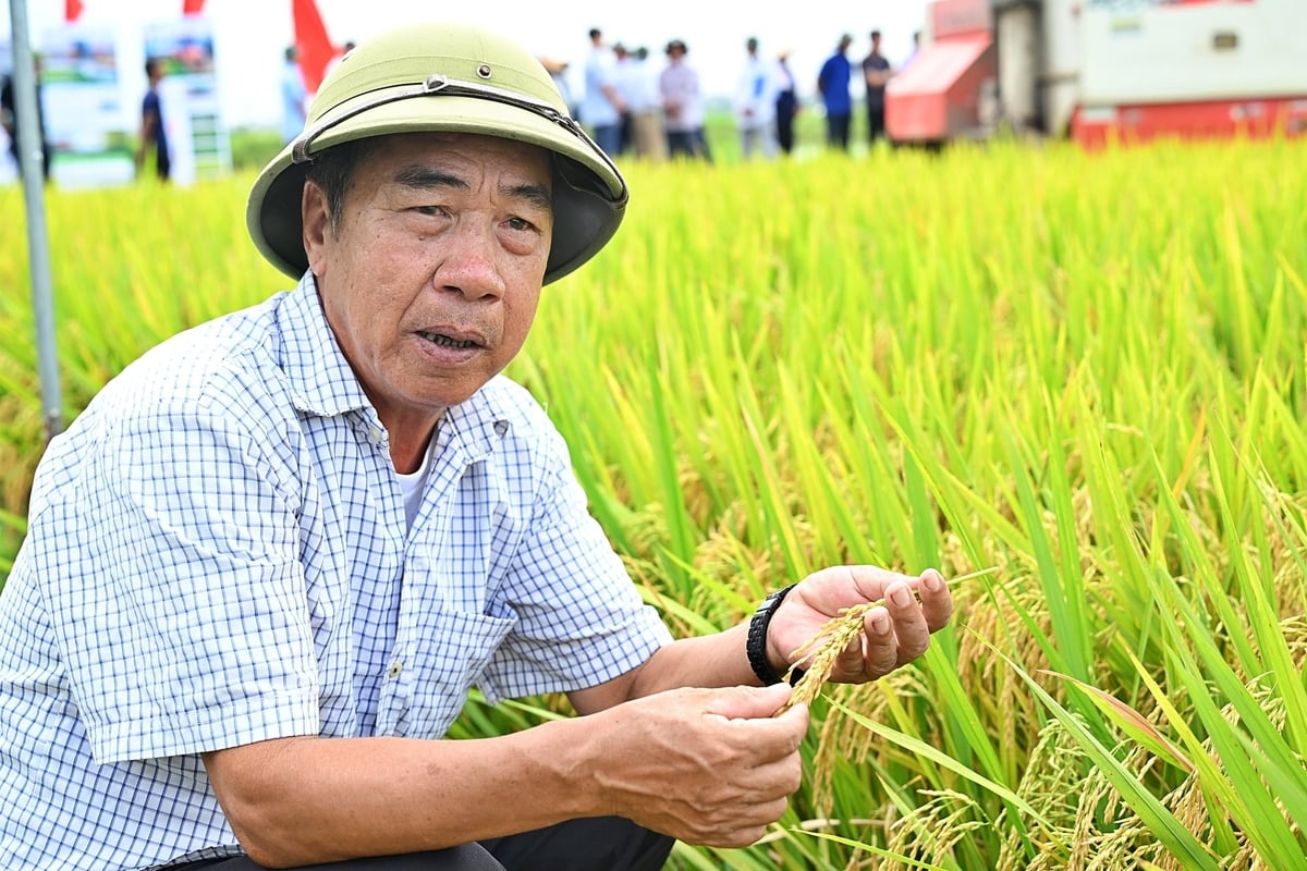 Ông Trần Thanh Hương, Giám đốc Hợp tác xã Dịch vụ nông nghiệp Hữu Chung phấn khởi với hiệu quả mô hình. Ảnh: Bảo Thắng. Ông Trần Thanh Hương, Giám đốc Hợp tác xã Dịch vụ nông nghiệp Hữu Chung phấn khởi với hiệu quả mô hình. Ảnh: Bảo Thắng.