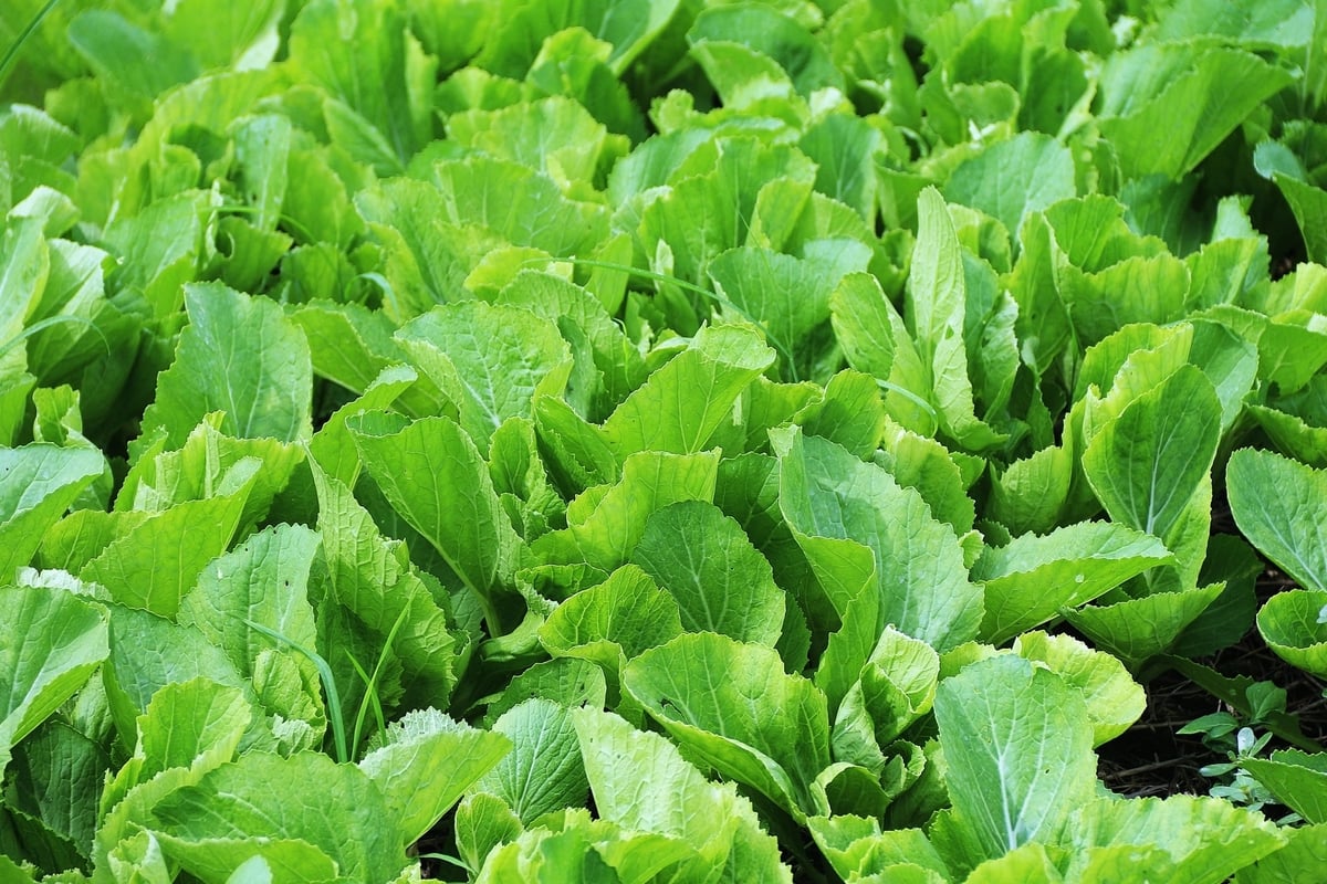 Phải xây dựng được bộ tiêu chuẩn bảo đảm an toàn thực phẩm nhưng đơn giản hơn, dễ tiếp cận hơn đối với các hộ sản xuất quy mô nhỏ. Ảnh: Trung Hiếu. Phải xây dựng được bộ tiêu chuẩn bảo đảm an toàn thực phẩm nhưng đơn giản hơn, dễ tiếp cận hơn đối với các hộ sản xuất quy mô nhỏ. Ảnh: Trung Hiếu.