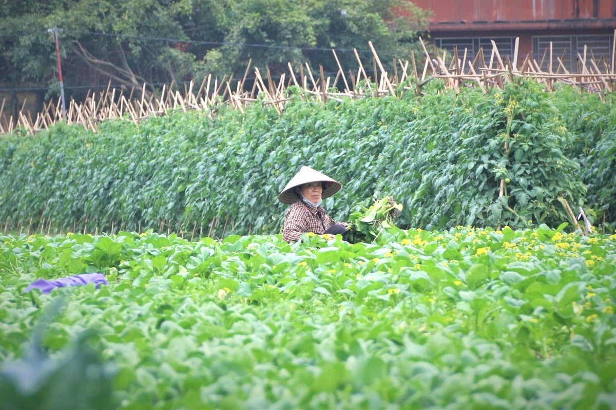 VietGAP đã góp phần hình thành nền tảng cho sản xuất nông nghiệp an toàn, quản lý chất lượng và truy xuất nguồn gốc. Ảnh: Trung Hiếu. VietGAP đã góp phần hình thành nền tảng cho sản xuất nông nghiệp an toàn, quản lý chất lượng và truy xuất nguồn gốc. Ảnh: Trung Hiếu.