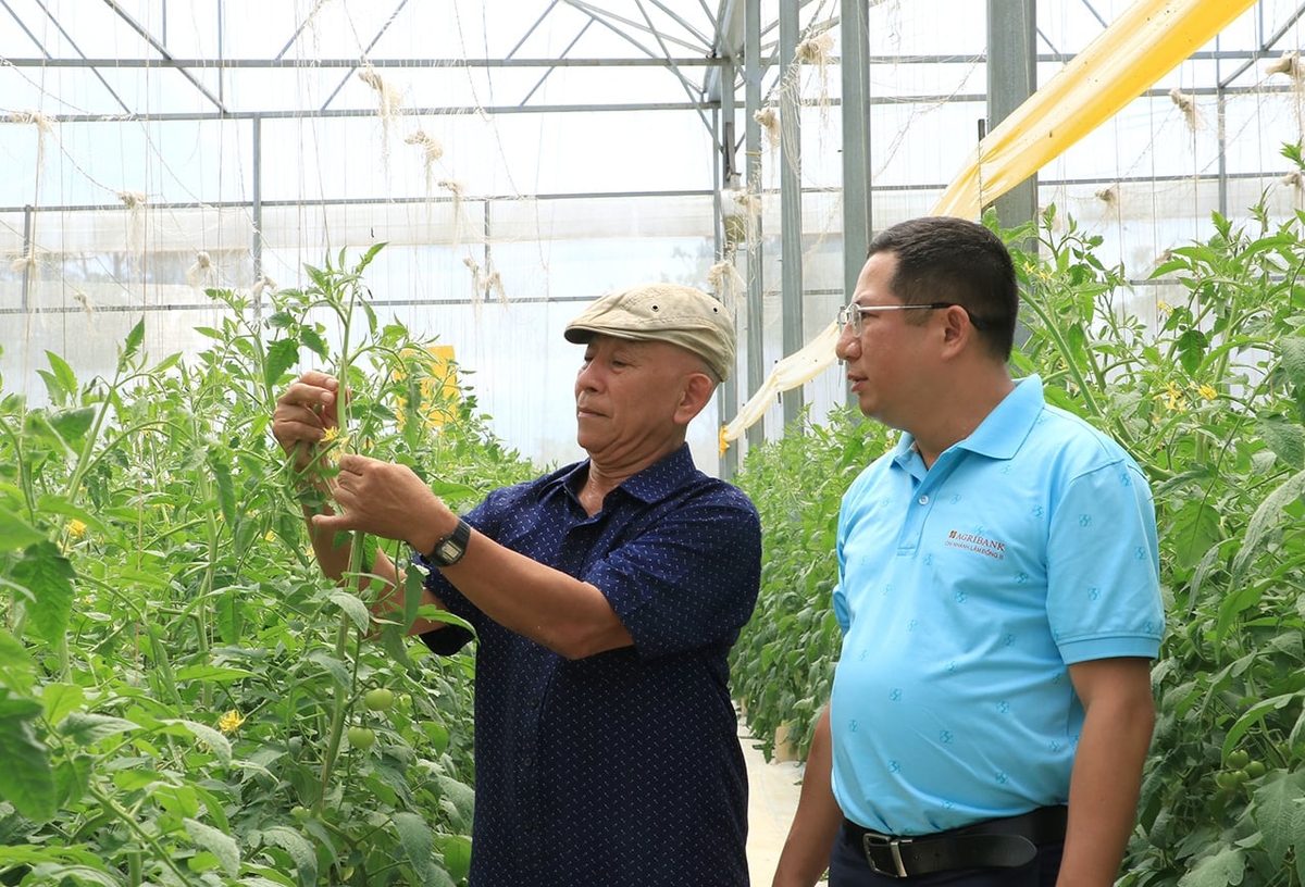 Ông Trần Sơn Tây (trái) trao đổi với nhân viên Agribank về trồng cà chua công nghệ cao. Ảnh: Sơn Trang, Ông Trần Sơn Tây (trái) trao đổi với nhân viên Agribank về trồng cà chua công nghệ cao. Ảnh: Sơn Trang,