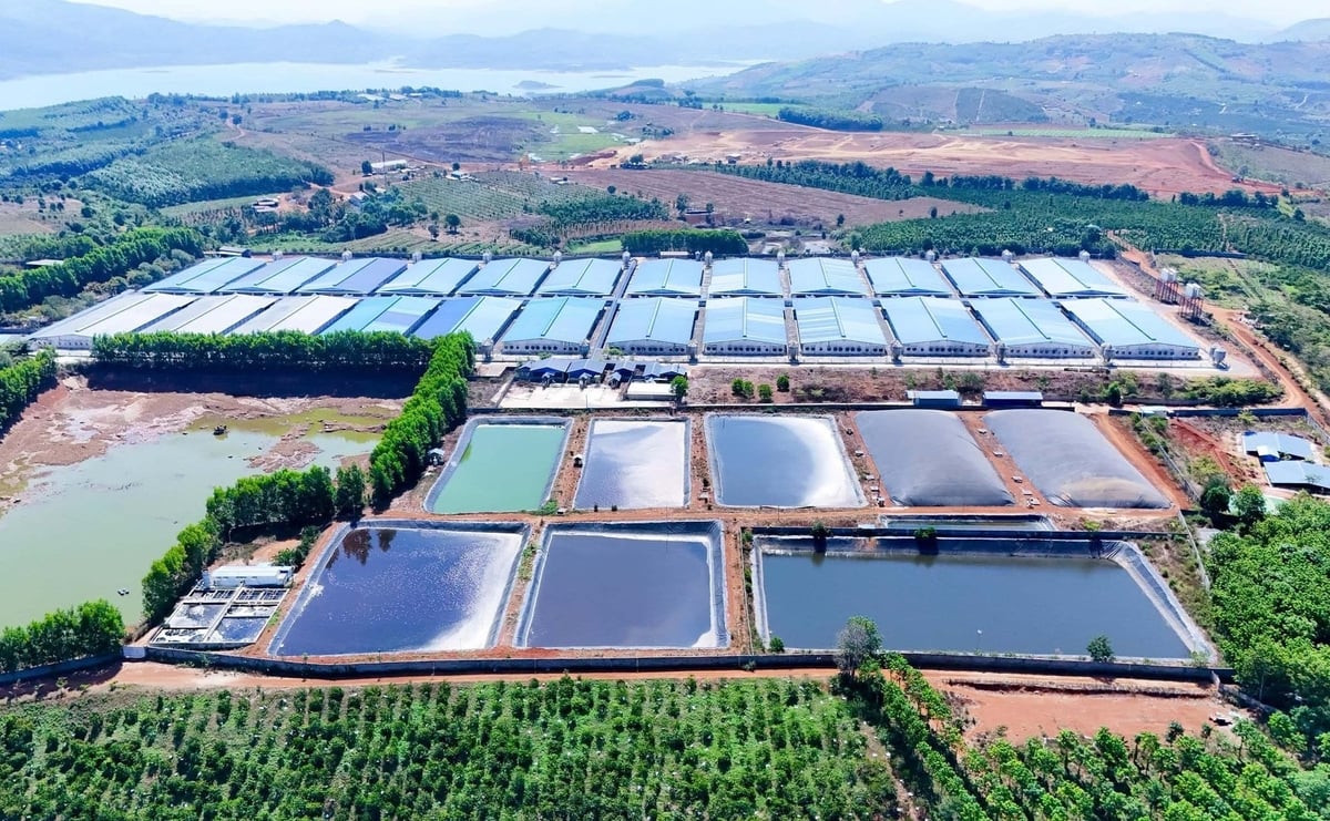 Một trang trại chăn nuôi heo quy mô lớn của Japfa Việt Nam ở Đắk Nông. Ảnh: Lê Bình.
