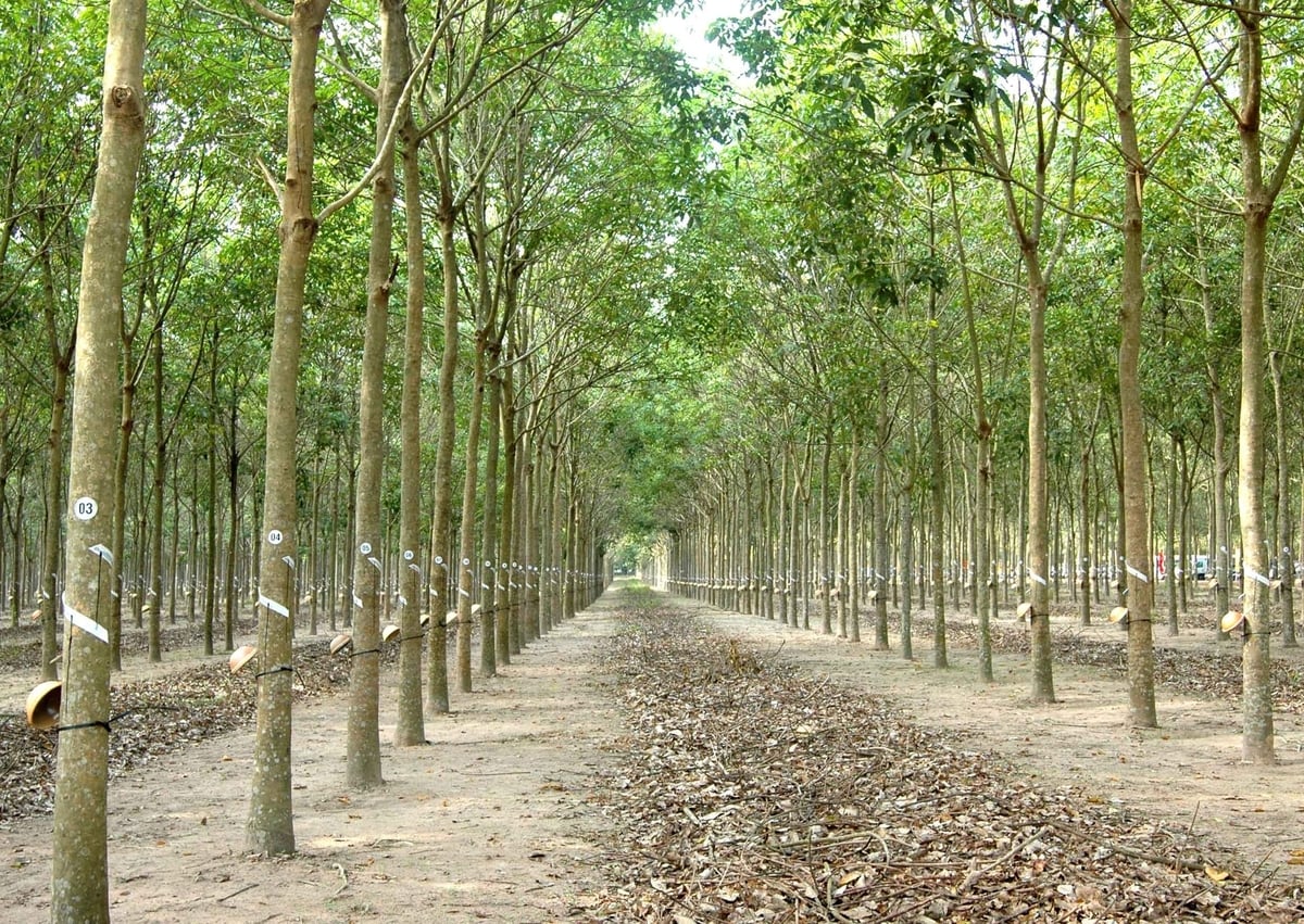 81% diện tích cao su của VRG đã có đủ hồ sơ minh chứng theo quy định của EUDR. Ảnh: VRG. 81% diện tích cao su của VRG đã có đủ hồ sơ minh chứng theo quy định của EUDR. Ảnh: VRG.