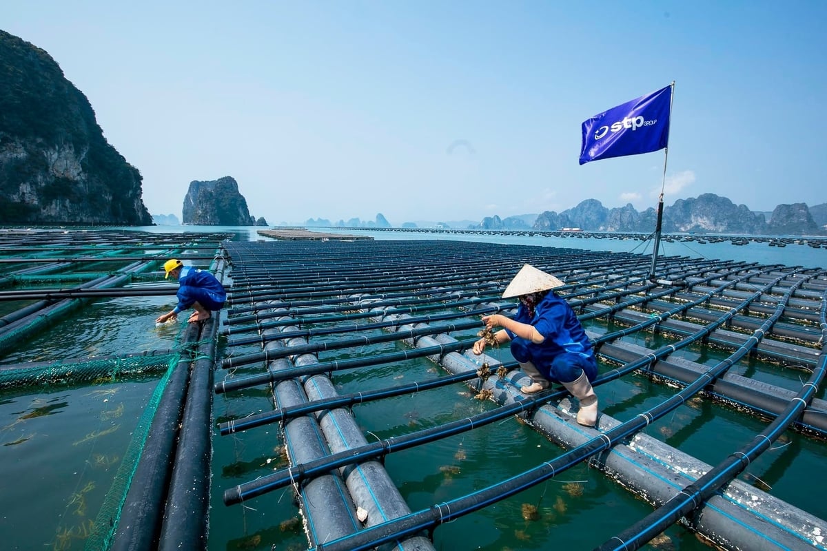 Cục Thủy sản và Kiểm ngư kỳ vọng Dự án sẽ góp phần hoàn thiện cơ sở khoa học và thực tiễn phục vụ xây dựng chính sách phát triển ngành rong biển. Ảnh: HT.