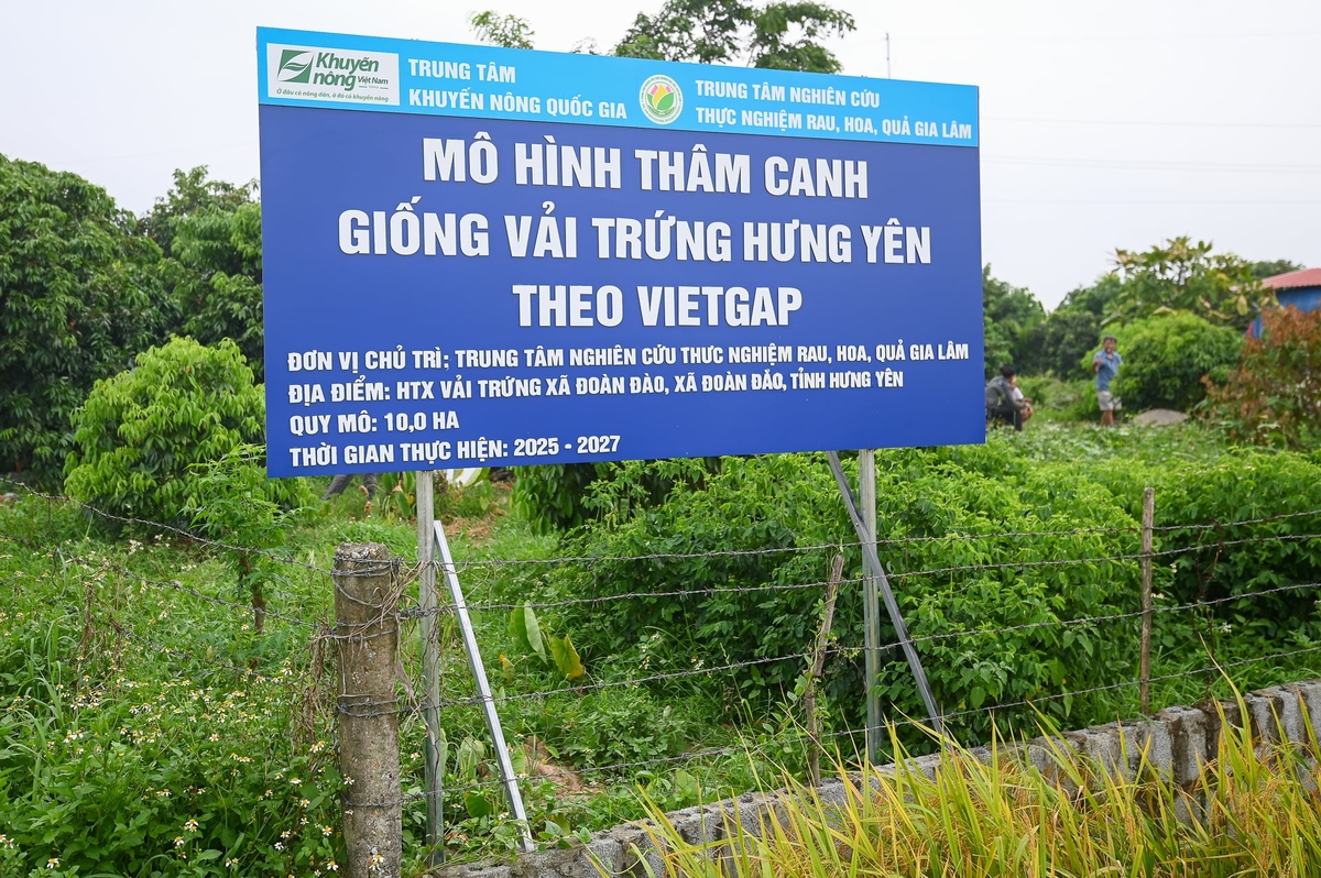 Trung tâm Khuyến nông Quốc gia và Viện Nghiên cứu Rau quả xây dựng mô hình tại xã Đoàn Đào, Hưng Yên. Ảnh: Tùng Đinh.