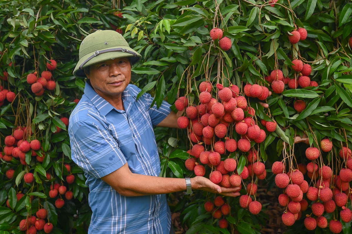 Ông Nguyễn Thế Biên, Giám đốc HTX Vải trứng Đoàn Đào bên những cây vải trĩu quả. Ảnh: Tùng Đinh.