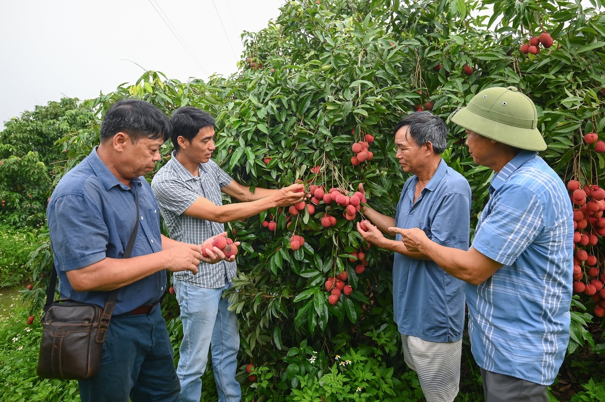 Cán bộ kỹ thuật của Viện Nghiên cứu Rau quả cùng các thành viên HTX Vải trứng Đoàn Đào kiểm tra vườn vải. Ảnh: Tùng Đinh.
