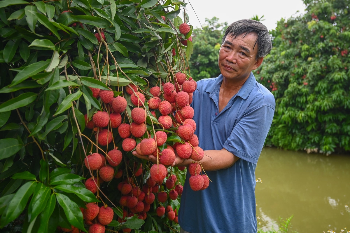 Ông Lê Ngọc Tráng, thành viên HTX Vải trứng Đoàn Đào trong vườn vải của gia đình. Ảnh: Tùng Đinh.