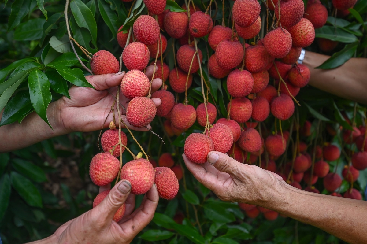 Nhờ mẫu mã đẹp, chất lượng, năng suất cao, trong khi nhiều nơi mất mùa, vải trứng Đoàn Đào năm nay vừa được mùa, vừa được giá, giúp nông dân thu về tiền tỷ. Ảnh: Tùng Đinh.