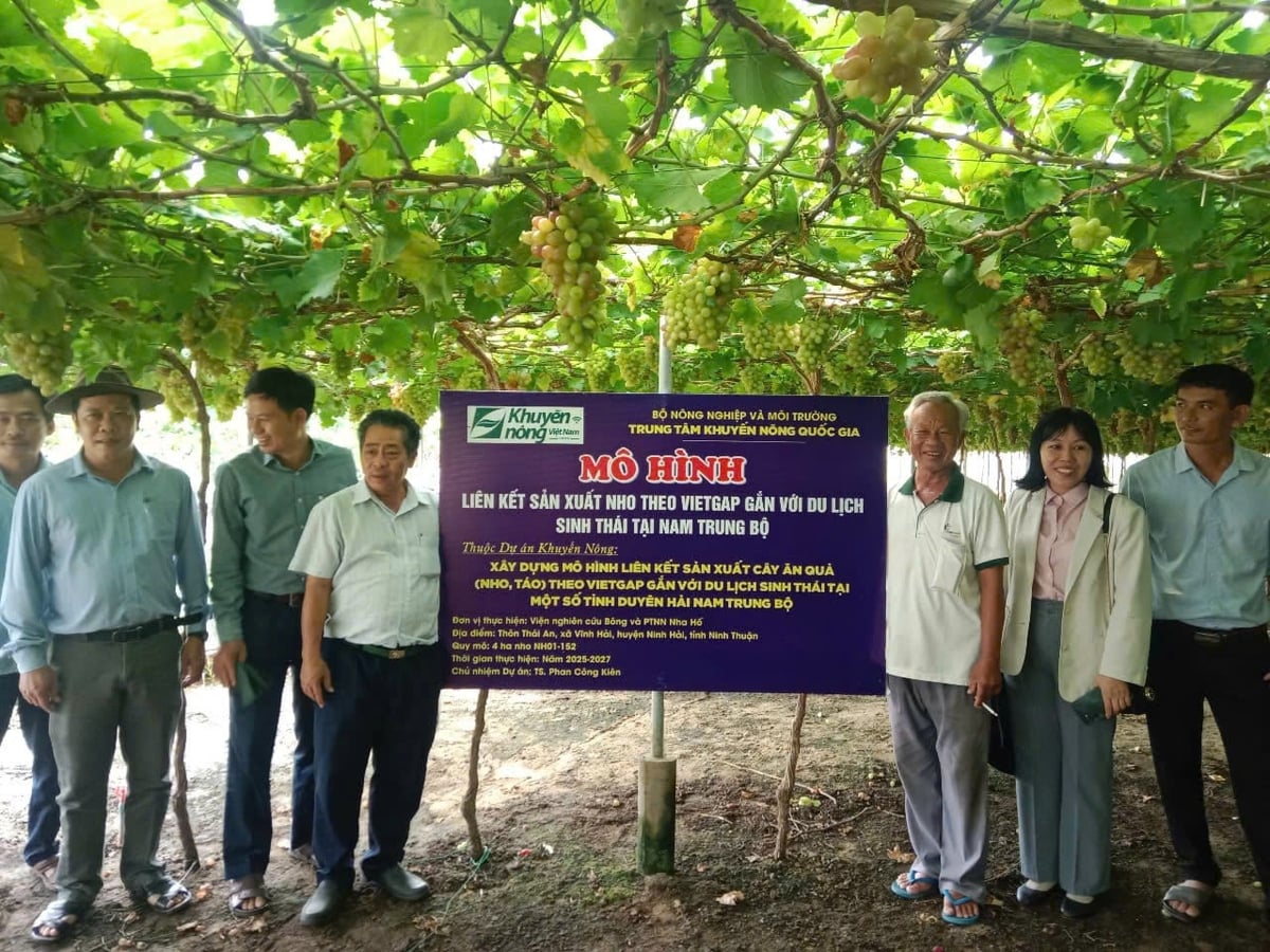 Chương trình tập huấn góp phần nâng cao kiến thức, kỹ năng cho bà con trong quá trồng trồng, chăm sóc cây nho, táo đạt tiêu chuẩn VietGAP. Ảnh: Phan Công Kiên.
