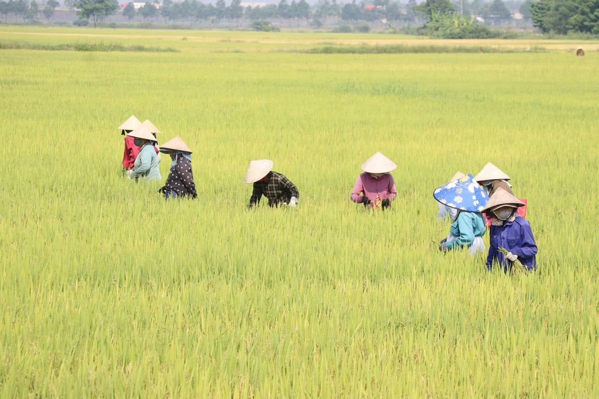 Sản xuất lúa giống góp phần nâng cao thu nhập cho nông dân Đà Nẵng. Ảnh: Lan Anh.