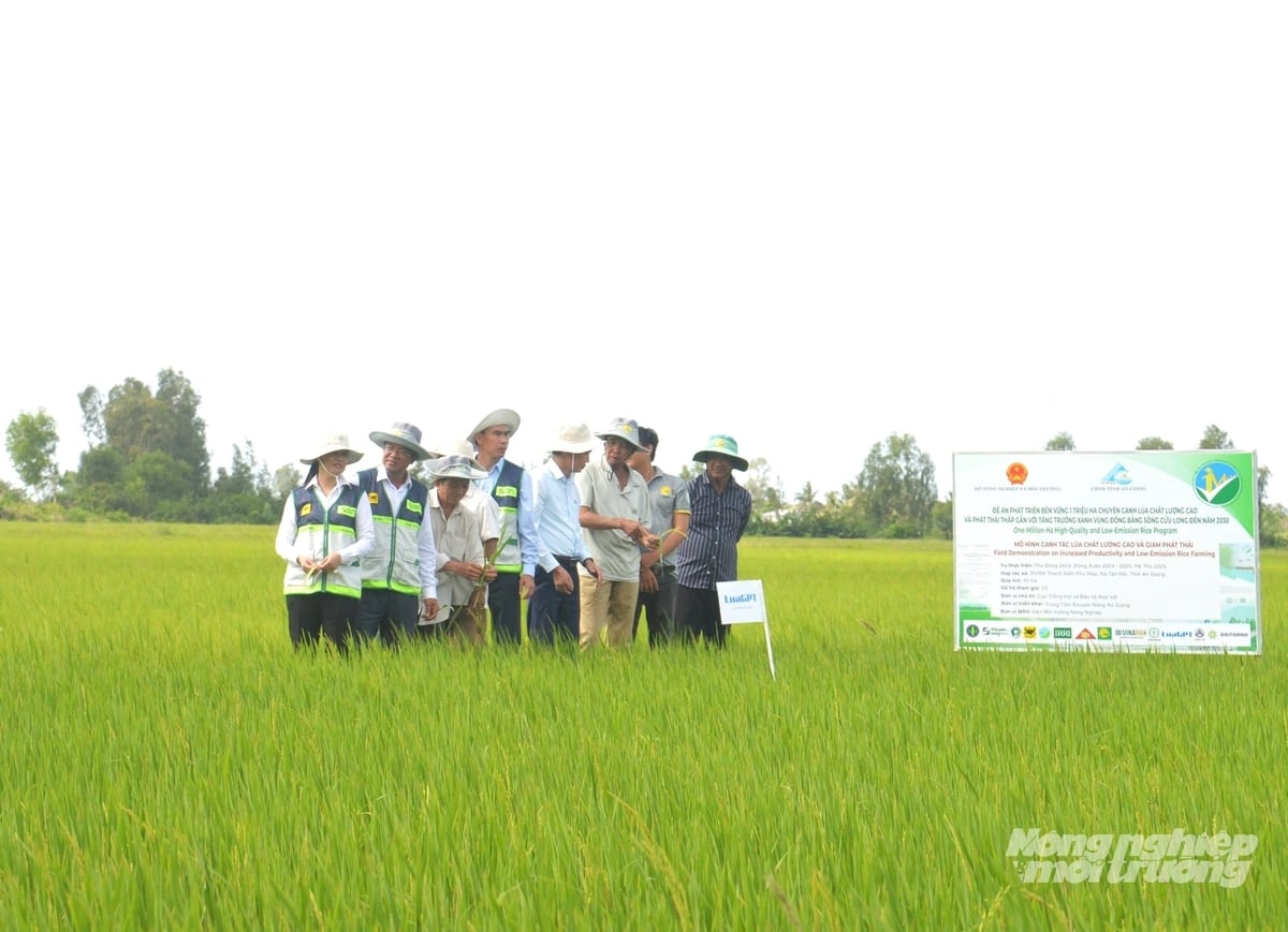 An Giang tập trung nhân rộng mô hình sản xuất lúa chất lượng cao, phát thải thấp, đến nay đã đạt trên 150.000 ha/vụ, với sản lượng lúa thương phẩm đạt hơn 1,2 tiệu tấn. Ảnh: Trung Chánh. An Giang tập trung nhân rộng mô hình sản xuất lúa chất lượng cao, phát thải thấp, đến nay đã đạt trên 150.000 ha/vụ, với sản lượng lúa thương phẩm đạt hơn 1,2 tiệu tấn. Ảnh: Trung Chánh.