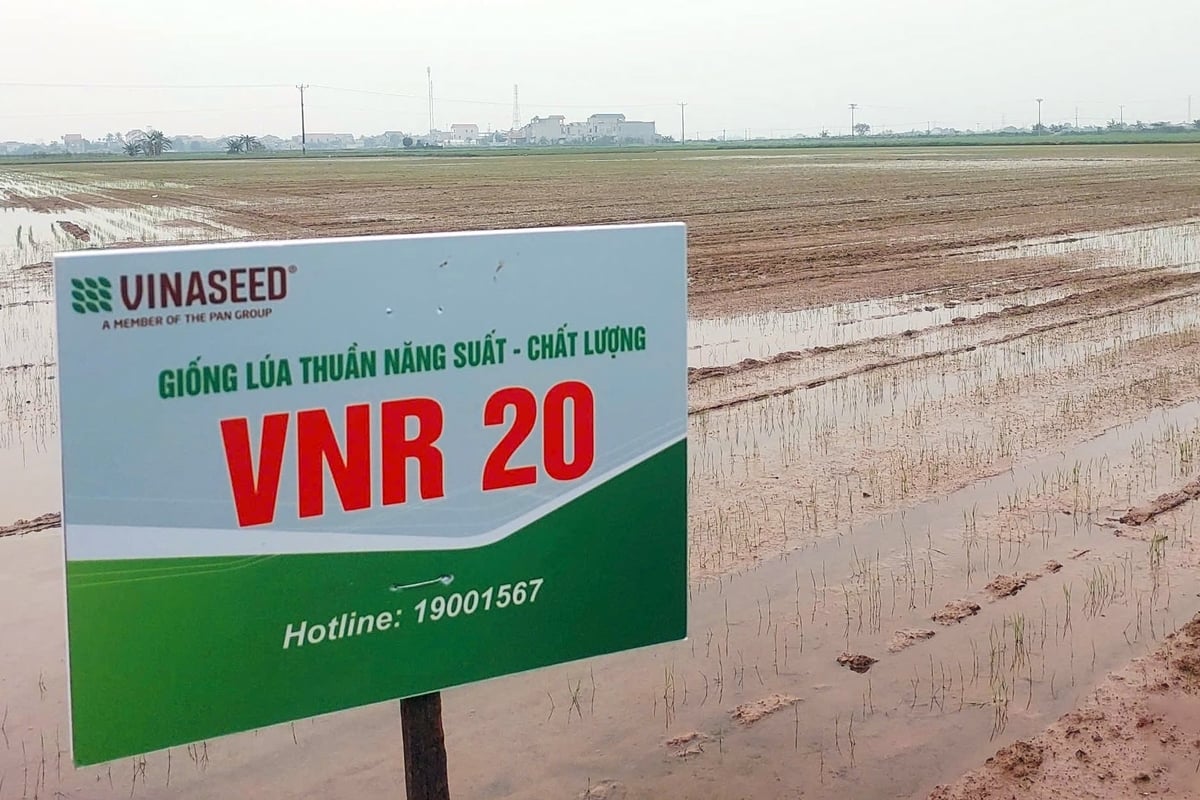 Giống VNR20 được gieo tập trung trên cánh đồng xã Tân An vào đầu vụ. Ảnh: Bảo Thắng. Giống VNR20 được gieo tập trung trên cánh đồng xã Tân An vào đầu vụ. Ảnh: Bảo Thắng.