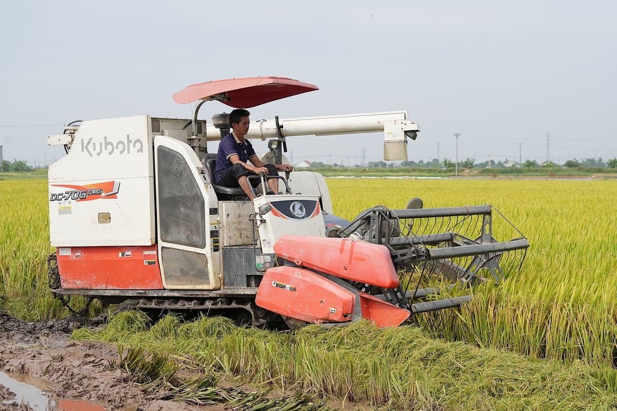 Thu hoạch lúa giảm phát thải trên cánh đồng xã Tân An sáng 10/6. Ảnh: Bảo Thắng. Thu hoạch lúa giảm phát thải trên cánh đồng xã Tân An sáng 10/6. Ảnh: Bảo Thắng.
