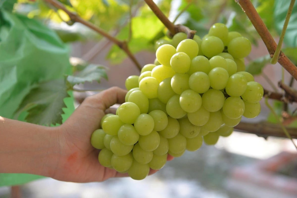 Những chùm nho mẫu đơn căng mọng là 'quả ngọt' từ nỗ lực không ngừng nghỉ của anh Xể. Ảnh: V.H. Những chùm nho mẫu đơn căng mọng là 'quả ngọt' từ nỗ lực không ngừng nghỉ của anh Xể. Ảnh: V.H.