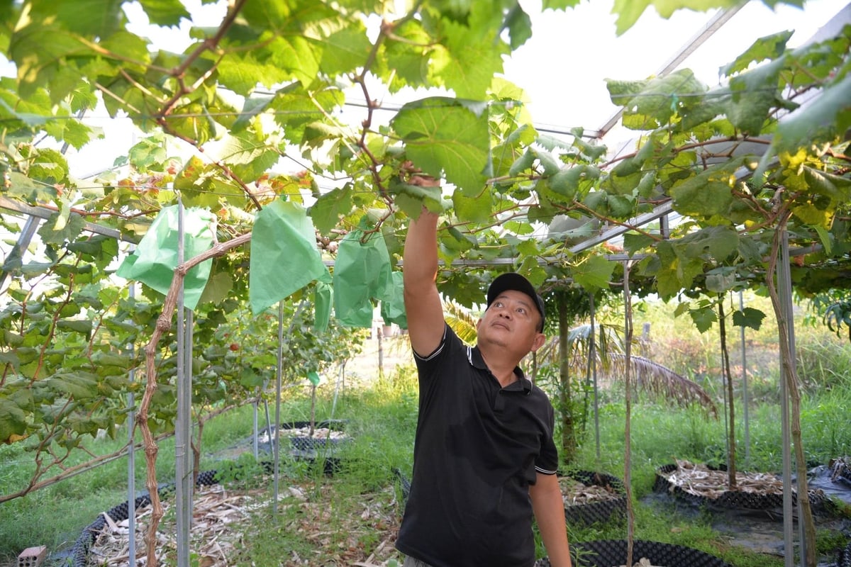 Anh Hồ Xể dành nhiều tâm huyết cho vườn nho mẫu đơn. Ảnh: V.H. Anh Hồ Xể dành nhiều tâm huyết cho vườn nho mẫu đơn. Ảnh: V.H.