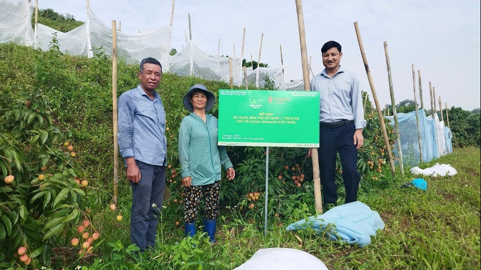 Bà Nguyễn Thị Xoa cùng cán bộ Chi cục Trồng trọt và BVTV và đại diện Công ty TNHH Dragon Berry International kiểm tra tình hình sâu đục cuống quả vải. Ảnh: Phạm Minh. Bà Nguyễn Thị Xoa cùng cán bộ Chi cục Trồng trọt và BVTV và đại diện Công ty TNHH Dragon Berry International kiểm tra tình hình sâu đục cuống quả vải. Ảnh: Phạm Minh.
