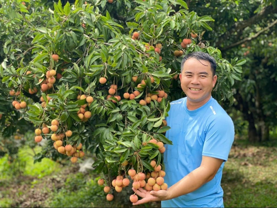 Vườn vải của gia đình ông Lục văn Tặng, thôn Na Hem, xã Sơn Hải (tỉnh Bắc Ninh) áp dụng IPHM. Ảnh: Phạm Minh.