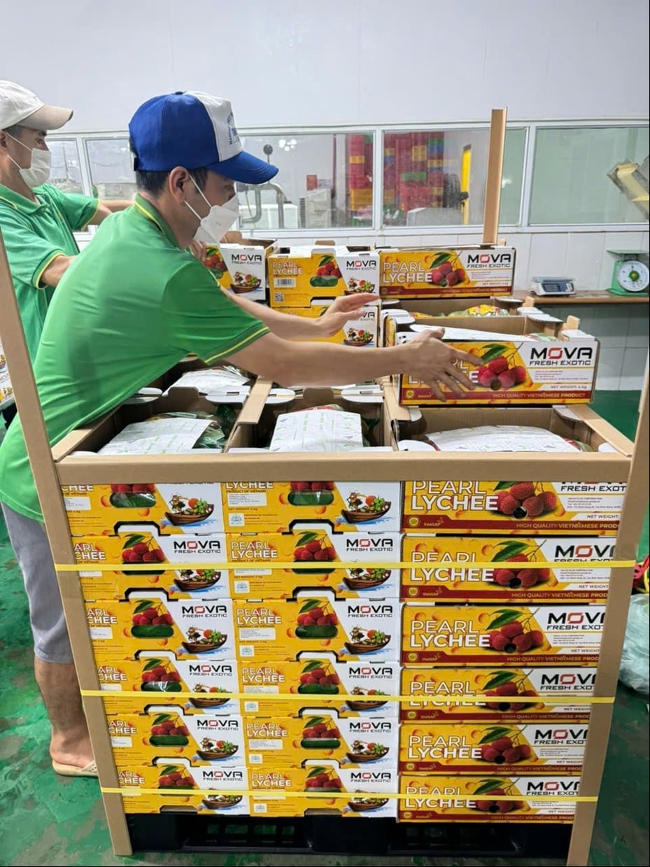 Lô vải thiều của Công ty Mova Plus chuẩn bị xuất khẩu. Ảnh: Phạm Minh.